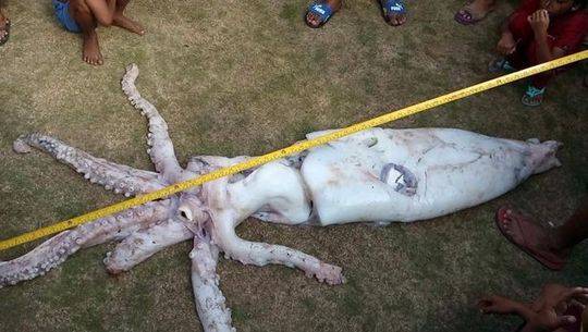 巨型鱿鱼首次被目击