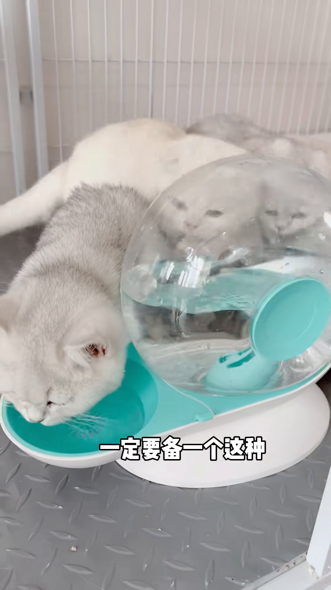 鹦鹉饮水新篇章，鹦鹉开饮水器喝水的奇妙旅程